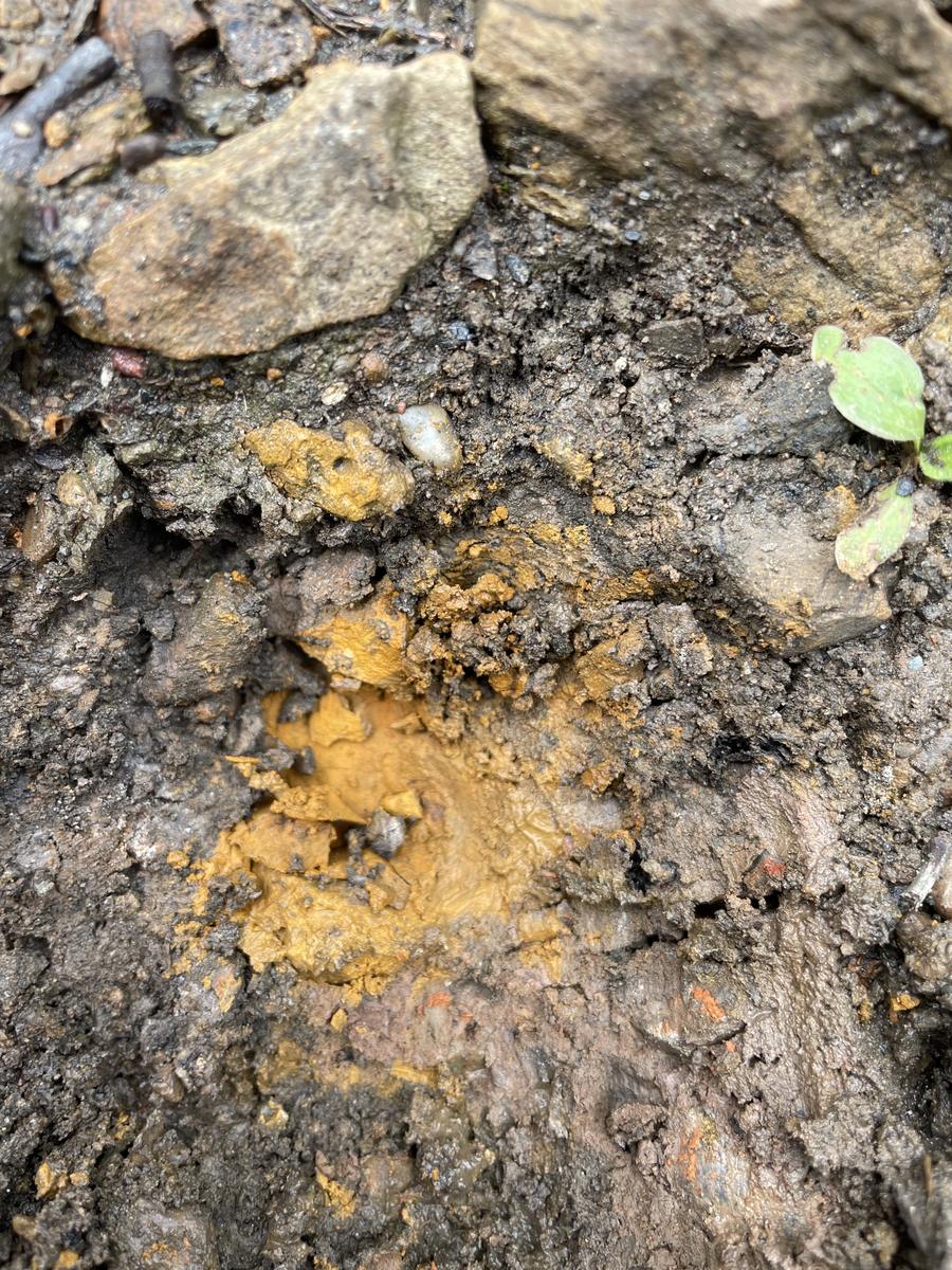 A patch of ground covered in vivid yellow-orange ochre among moss and rock.