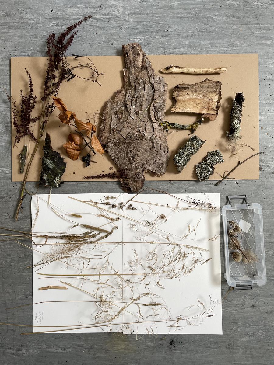 Foraged natural materials arranged on brown paper — bark, dried grasses, seed heads and twigs — beside a pressed plant study.